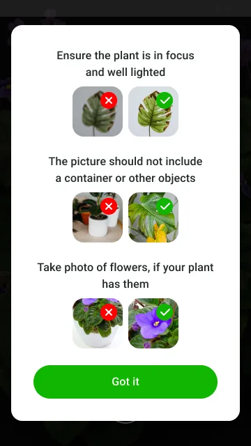 Plant Identification by Photo